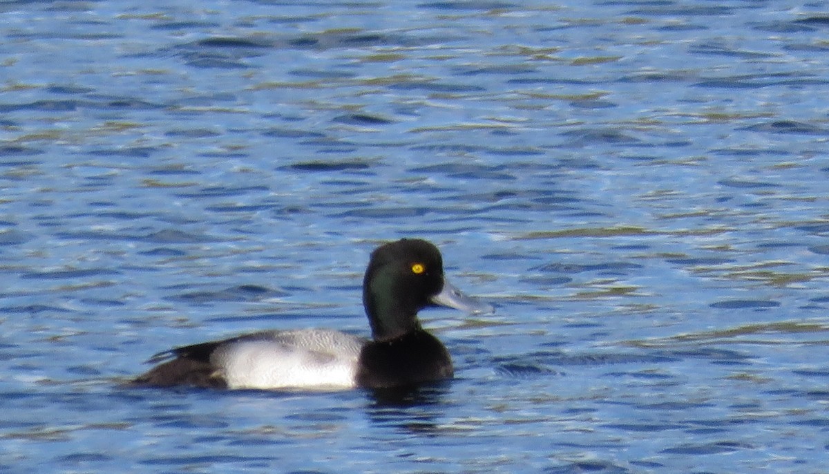 Murgilari txikia - ML646923779