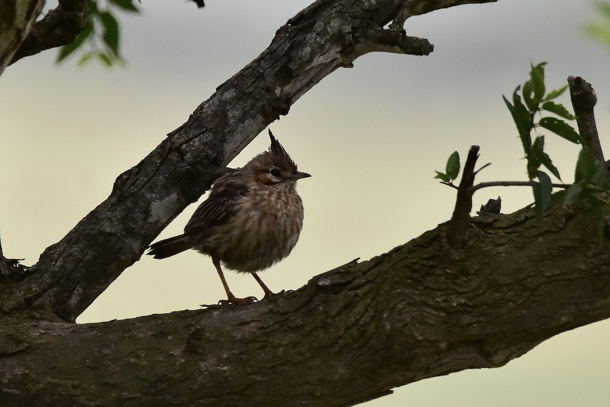 lerkekrattløper - ML646923780