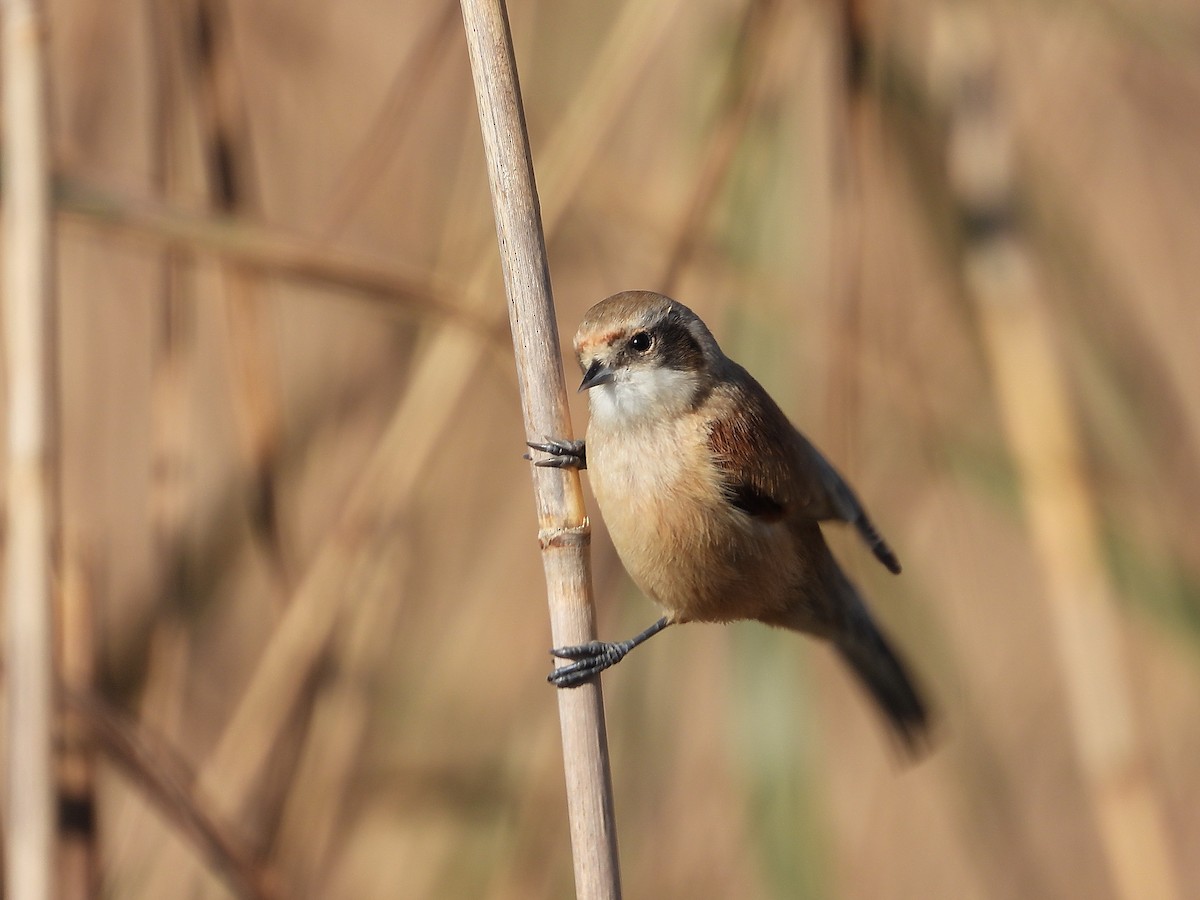Eurasian Penduline-Tit - ML646923781
