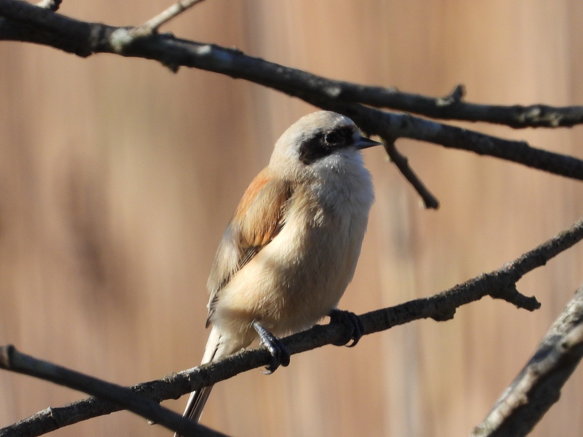 Eurasian Penduline-Tit - ML646923783