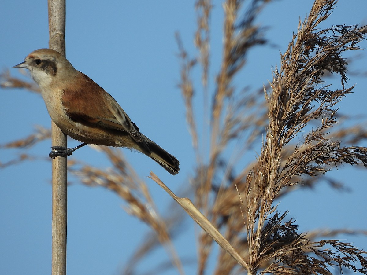 Eurasian Penduline-Tit - ML646923784