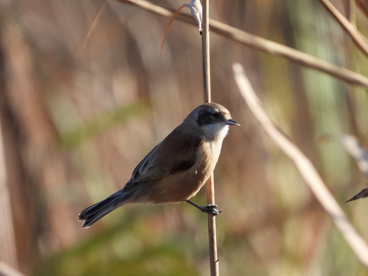 Eurasian Penduline-Tit - ML646923785