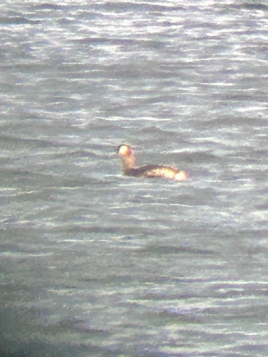 Murgil lepagorria - ML646923786