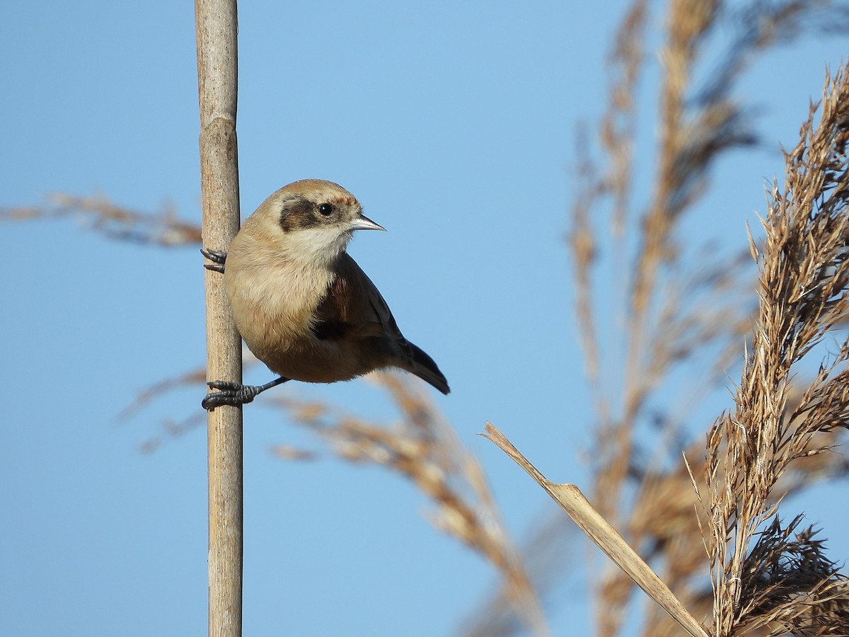 Eurasian Penduline-Tit - ML646923787
