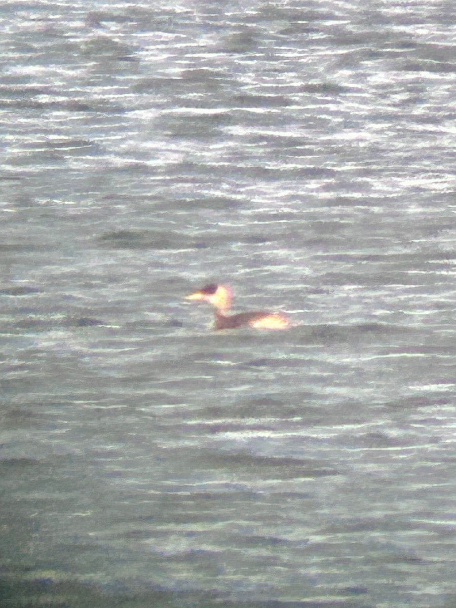 Murgil lepagorria - ML646923788