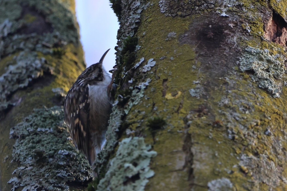 Short-toed Treecreeper - ML646923789