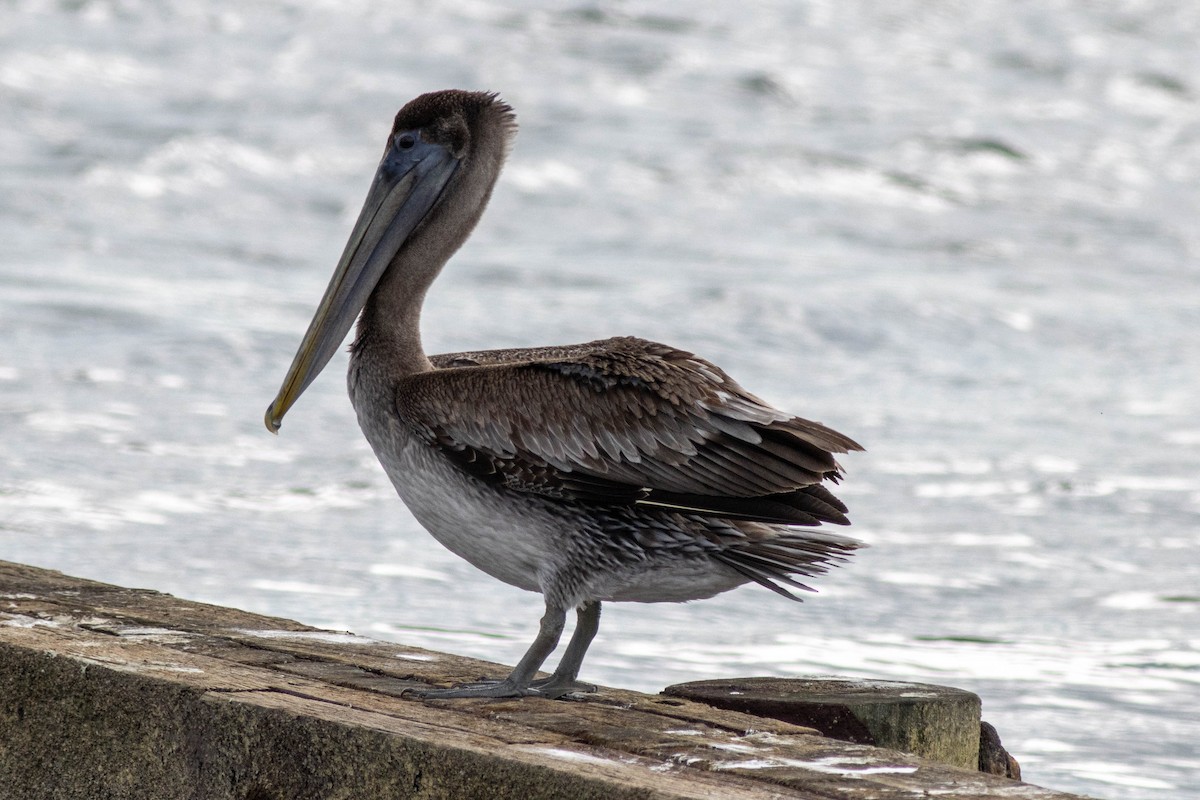 Brown Pelican - ML646923794