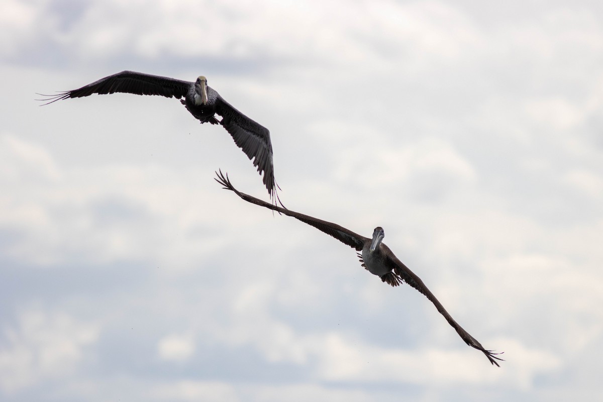 Brown Pelican - ML646923797
