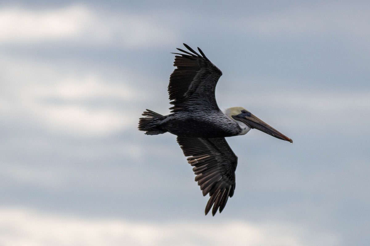 Brown Pelican - ML646923799