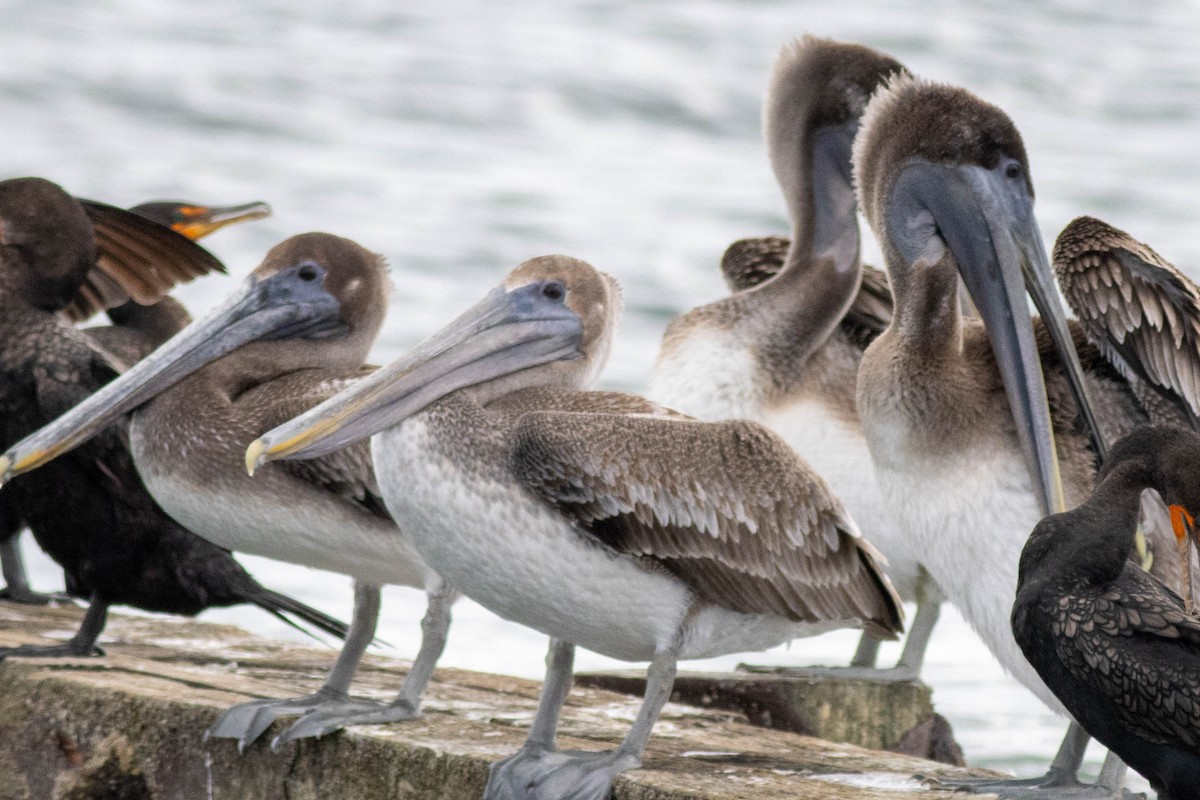 Brown Pelican - ML646923800