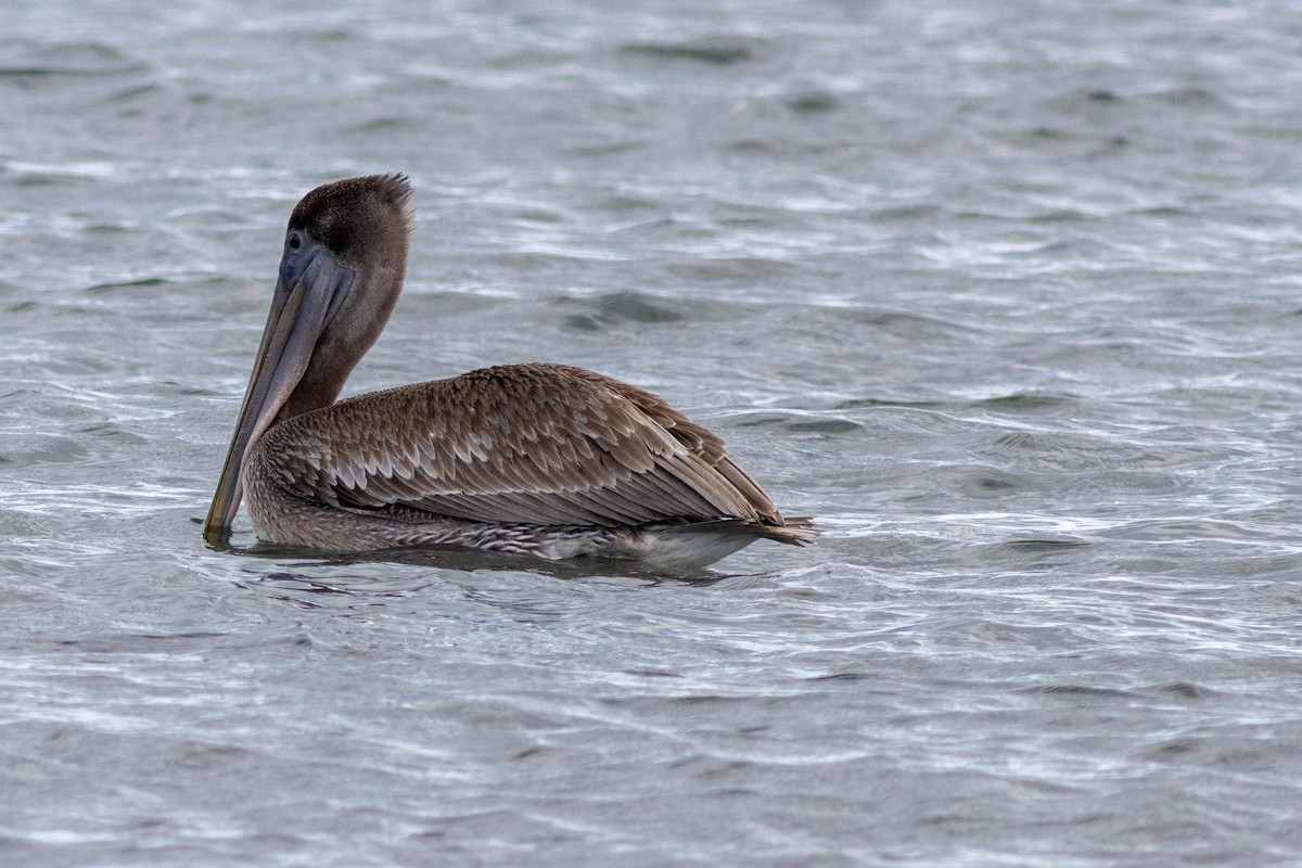 Brown Pelican - ML646923801