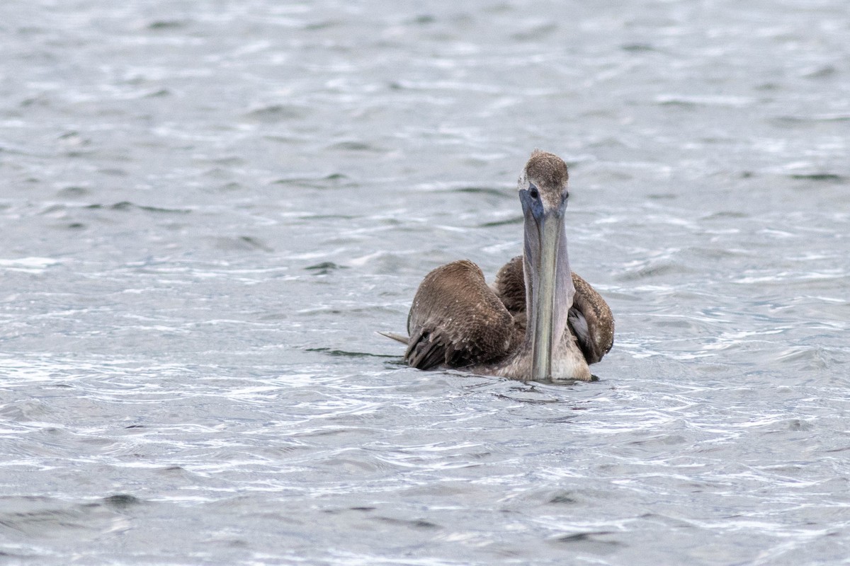 Brown Pelican - ML646923802