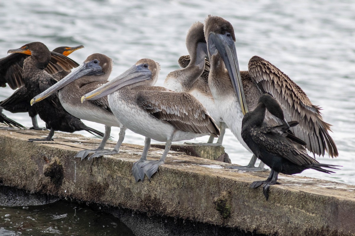 Brown Pelican - ML646923803