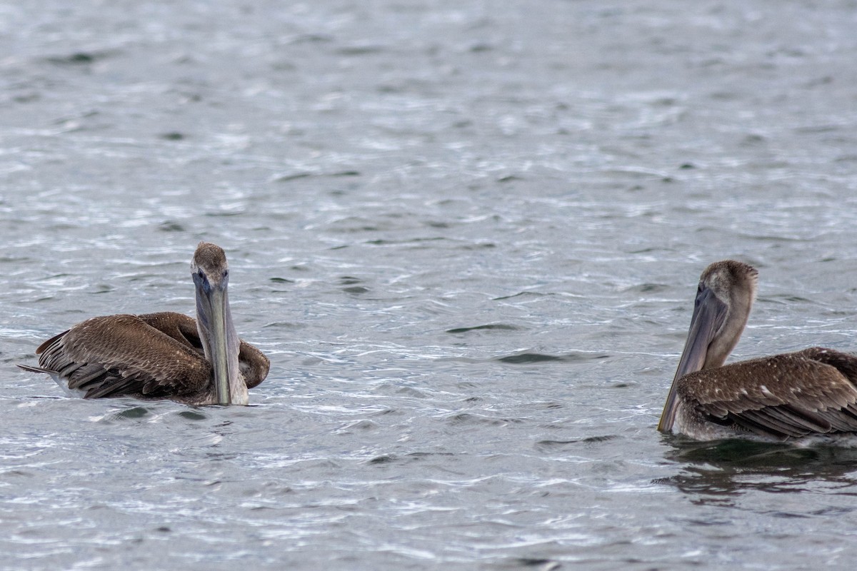 Brown Pelican - ML646923804