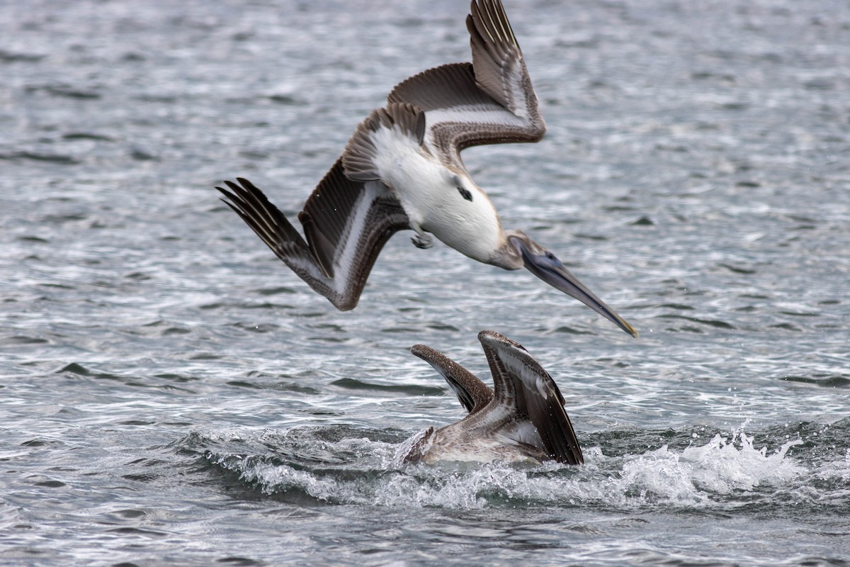 Brown Pelican - ML646923805
