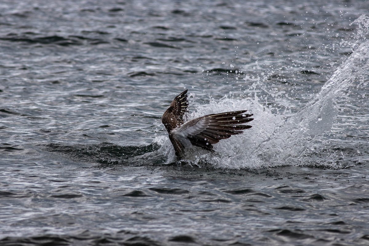 Brown Pelican - ML646923806