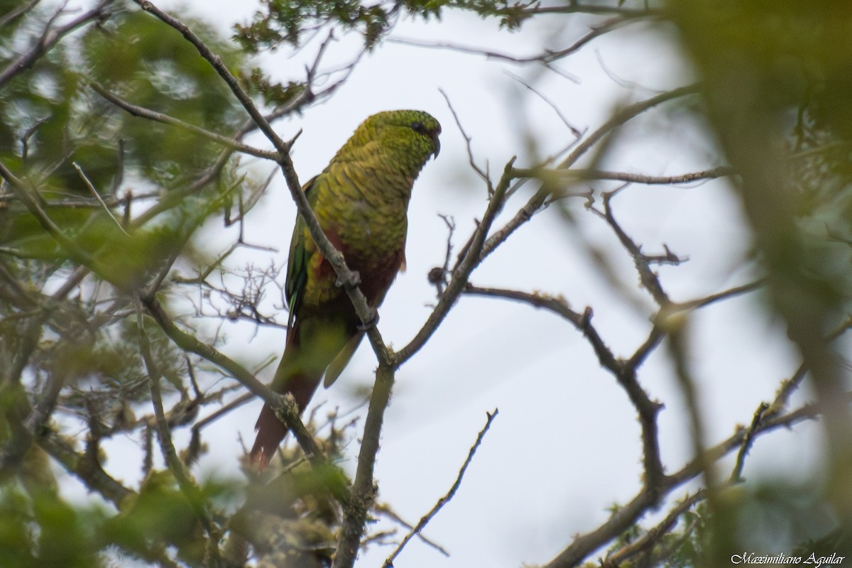 Austral Parakeet - ML646923807