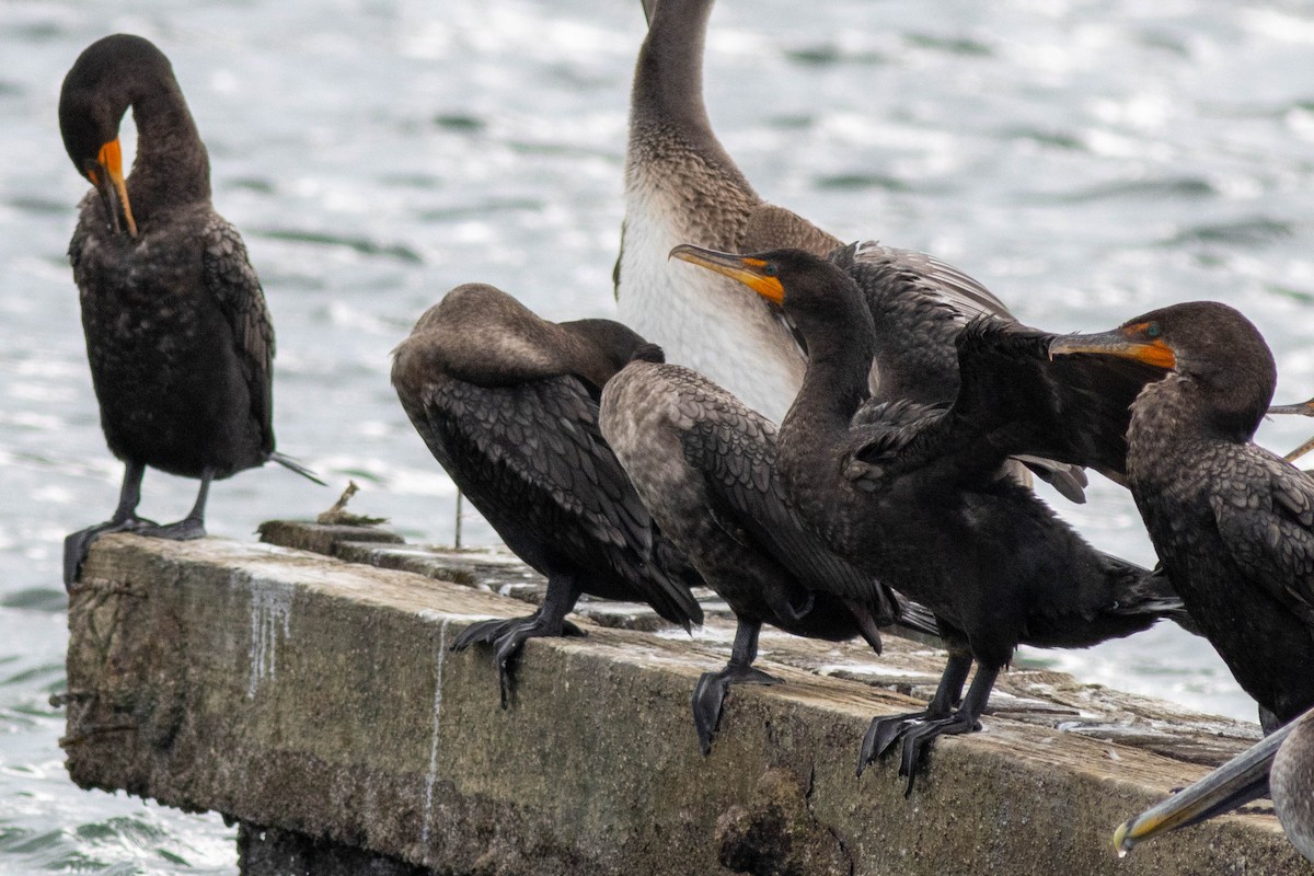 Double-crested Cormorant - ML646923812