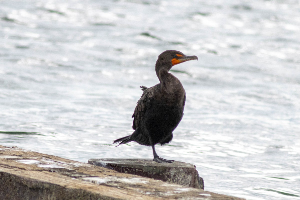 Double-crested Cormorant - ML646923813