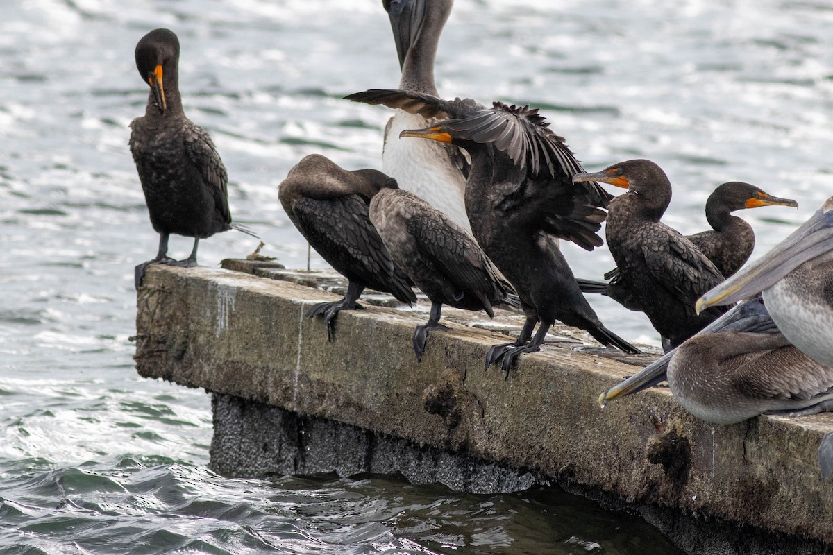 Double-crested Cormorant - ML646923814