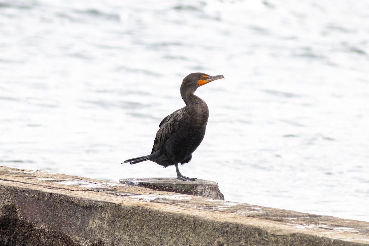 Double-crested Cormorant - ML646923815