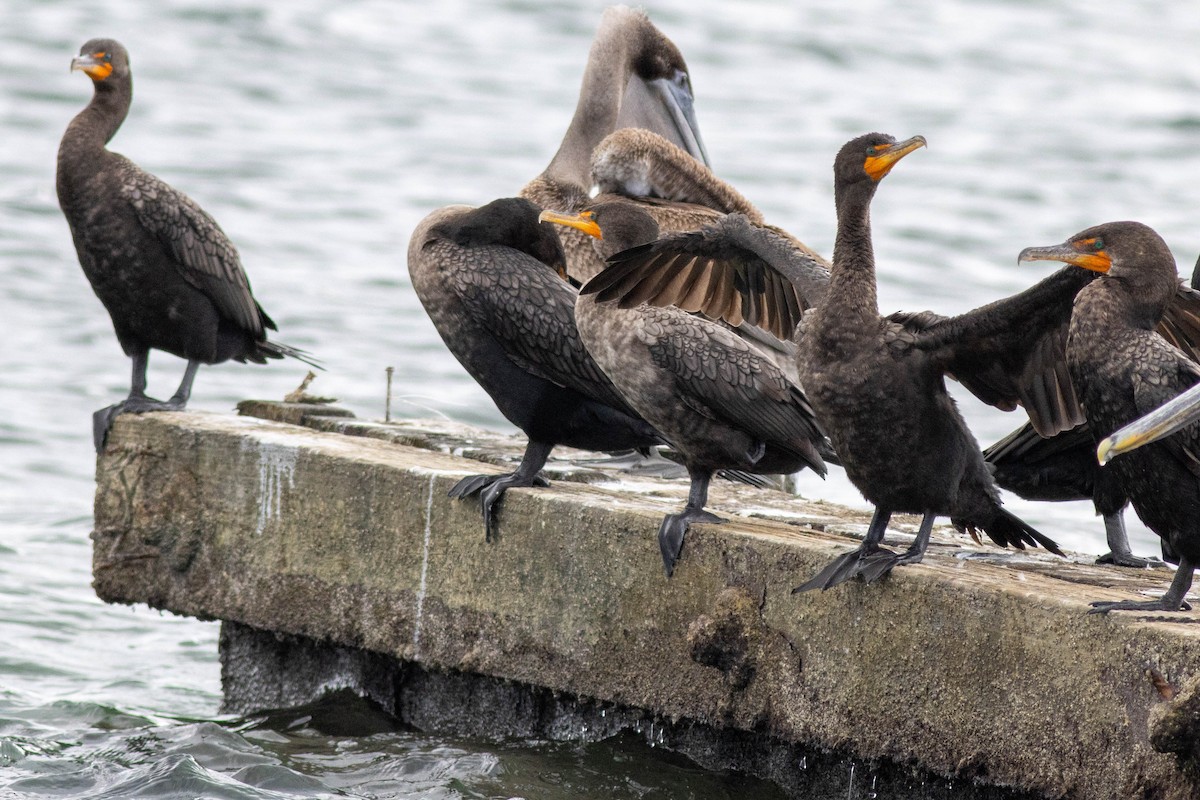 Double-crested Cormorant - ML646923816