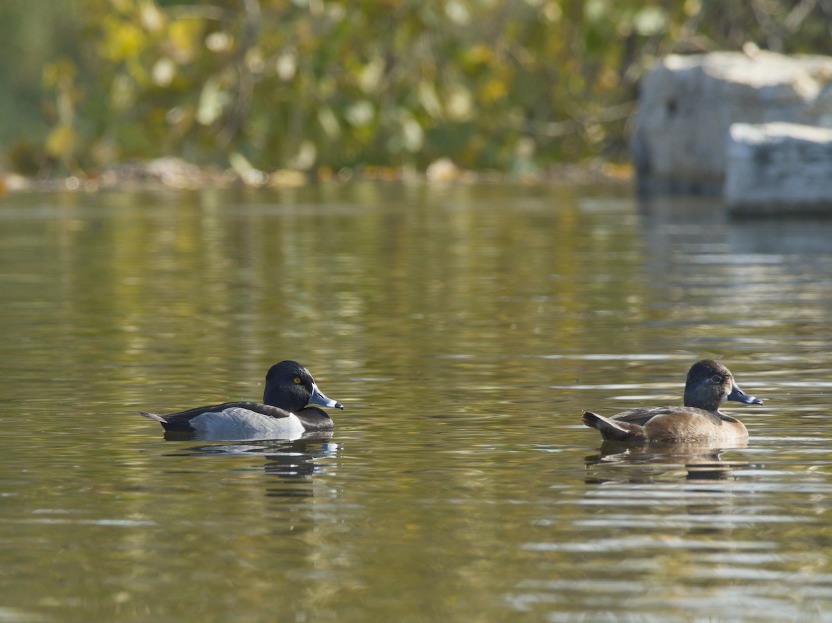 צולל צווארון - ML646923817