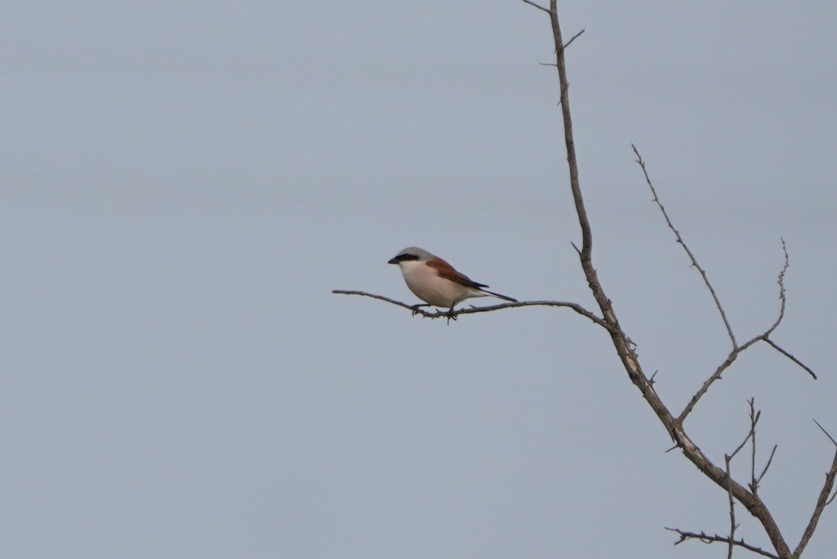 ťuhýk obecný - ML646923820