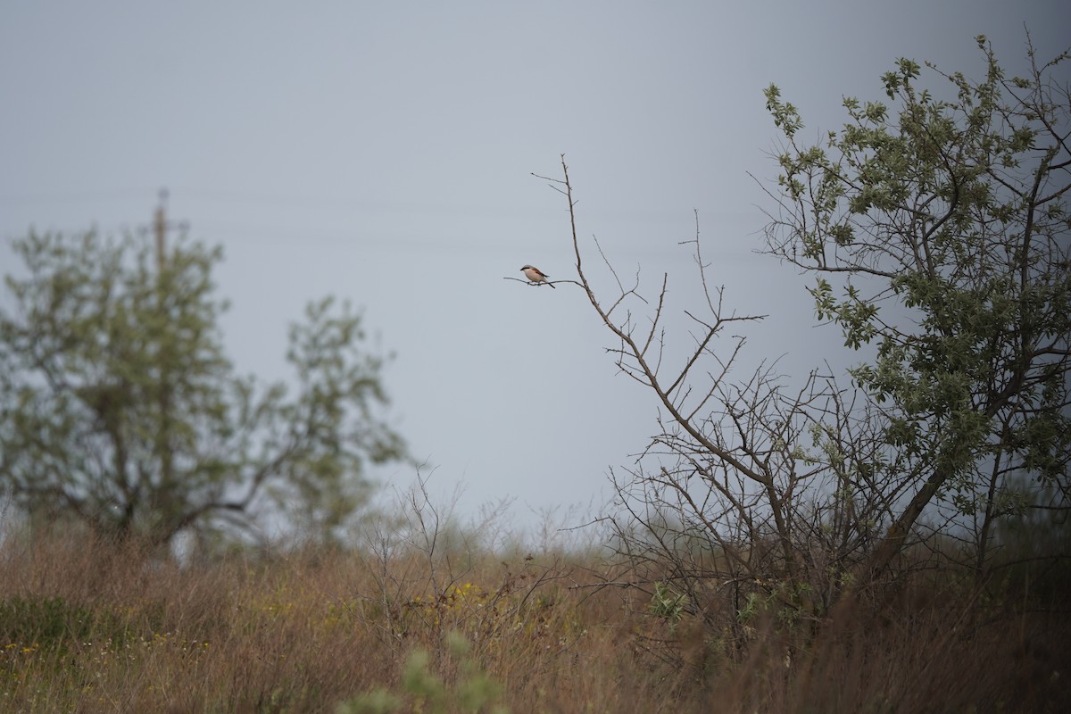 ťuhýk obecný - ML646923821