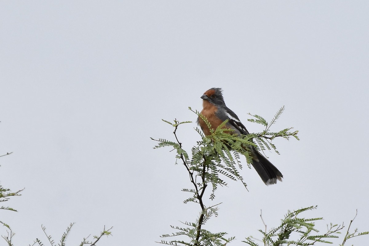 White-tipped Plantcutter - ML646923822