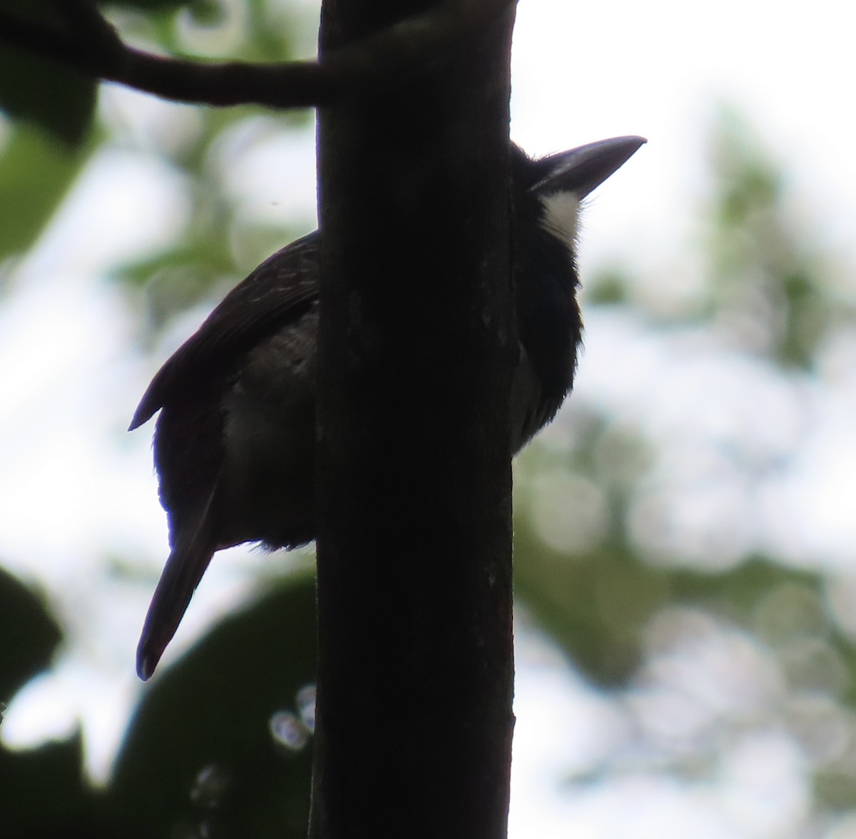 Black-breasted Puffbird - ML646923824