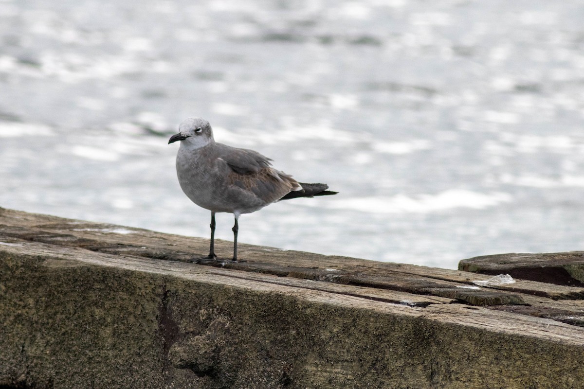 Laughing Gull - ML646923826