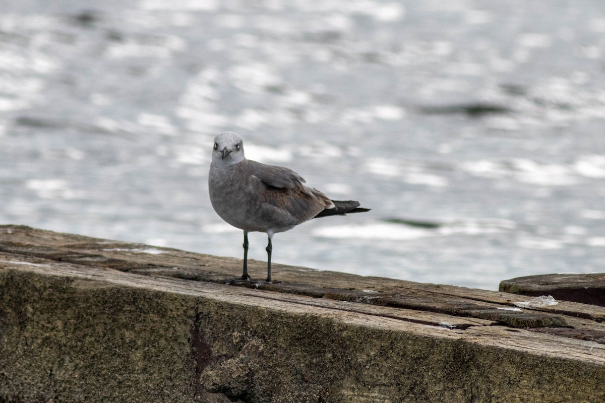 Laughing Gull - ML646923827