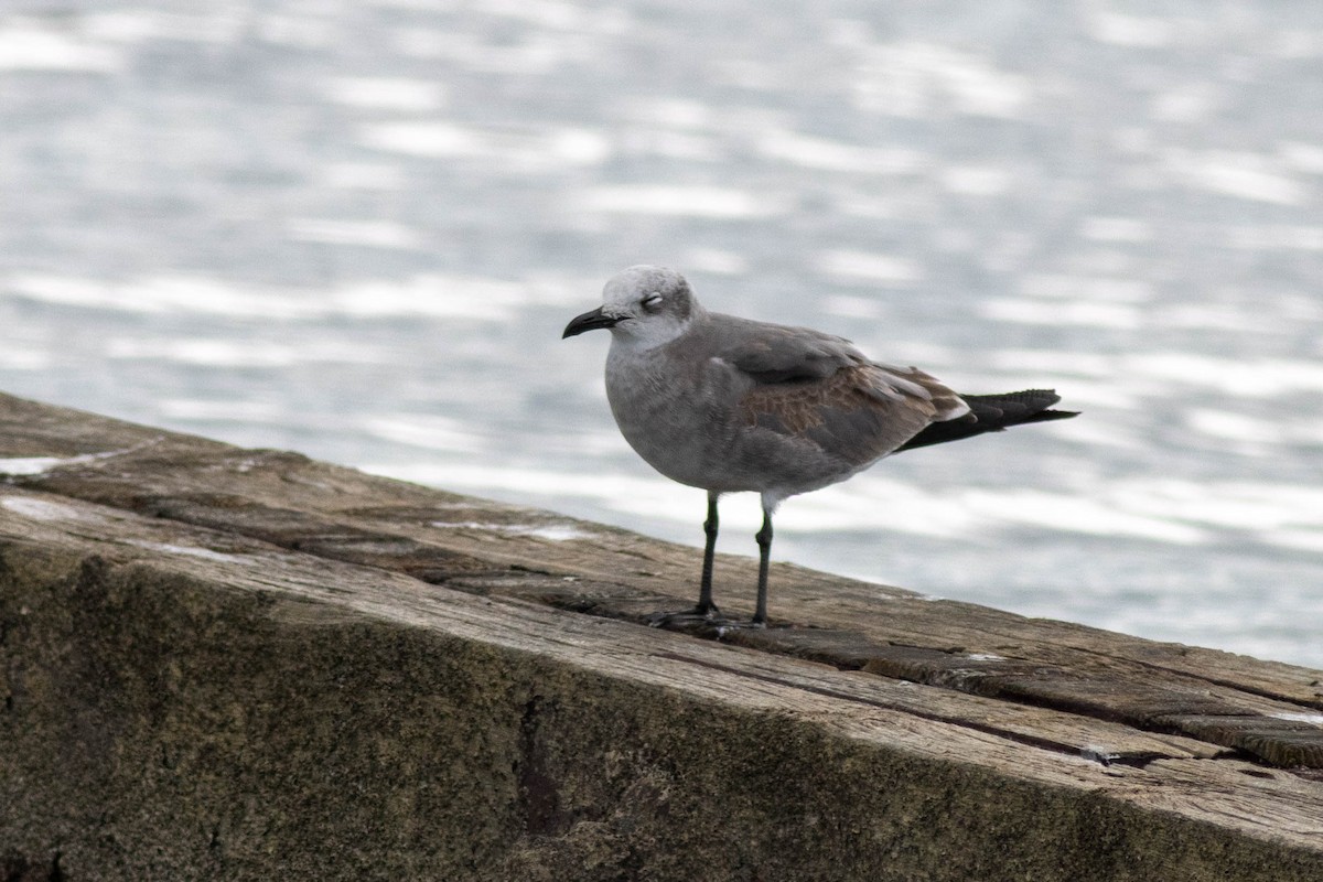 Laughing Gull - ML646923828
