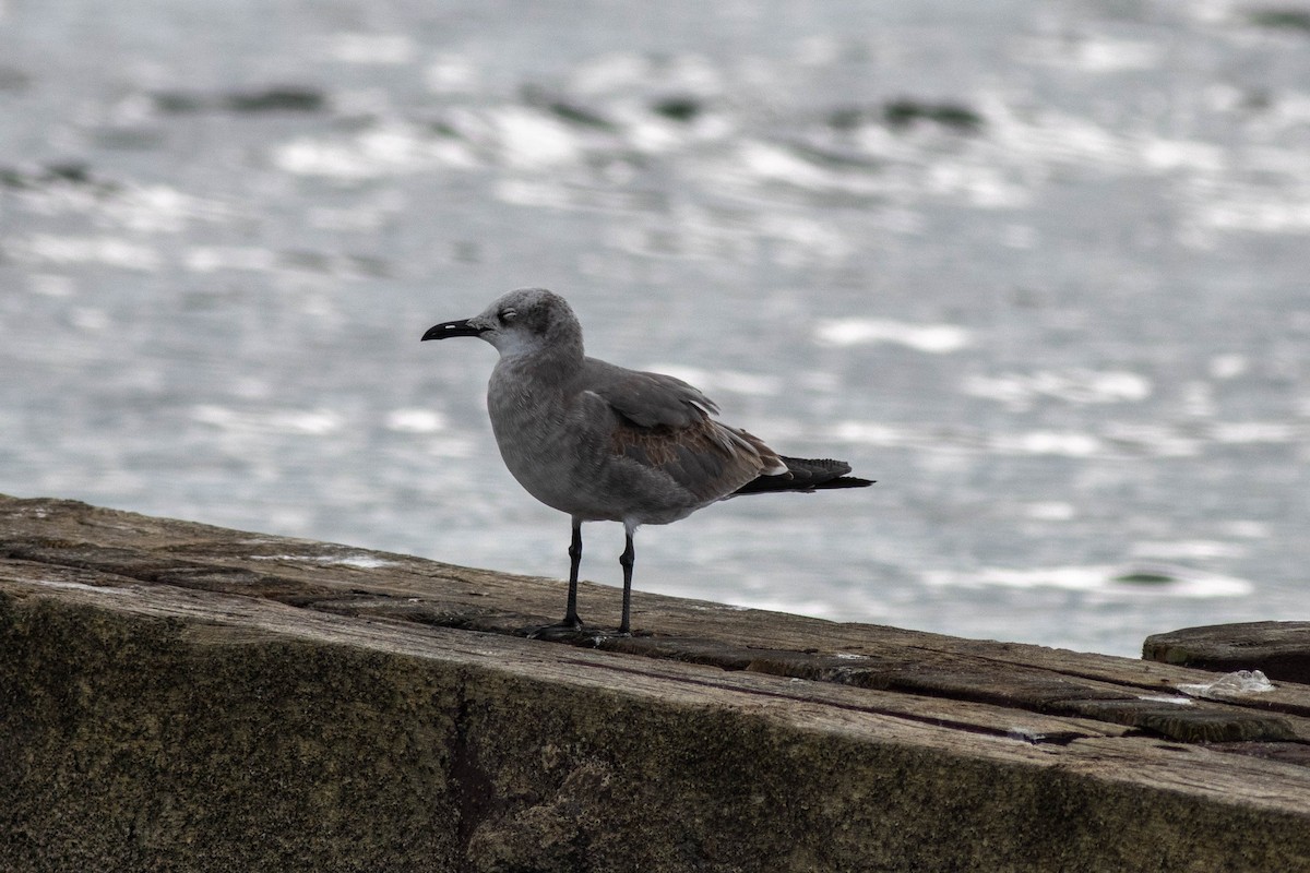 Laughing Gull - ML646923829