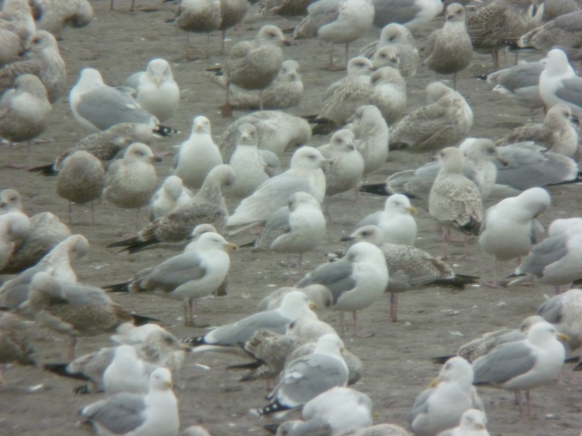 Iceland Gull (kumlieni) - ML646923831