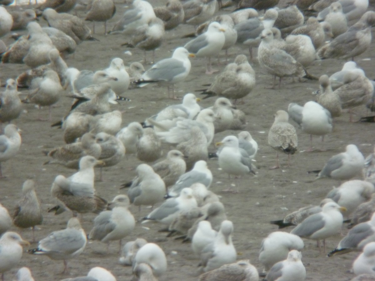 Iceland Gull (kumlieni) - ML646923832