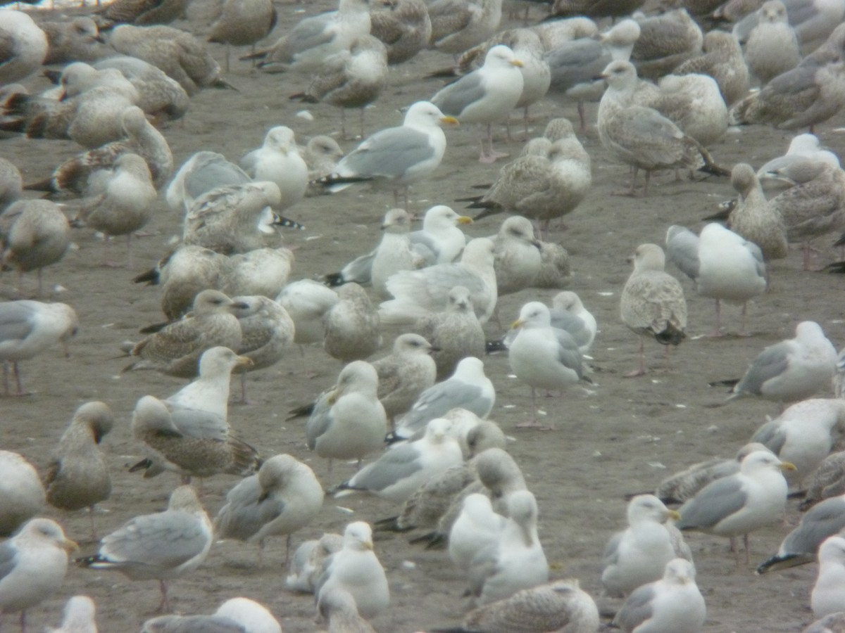 Iceland Gull (kumlieni) - ML646923833