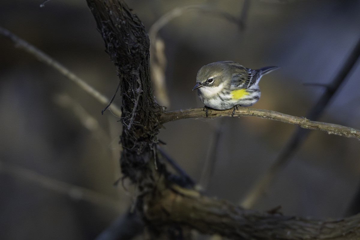 myrteparula - ML646923839