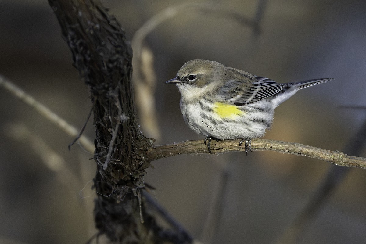 myrteparula - ML646923840