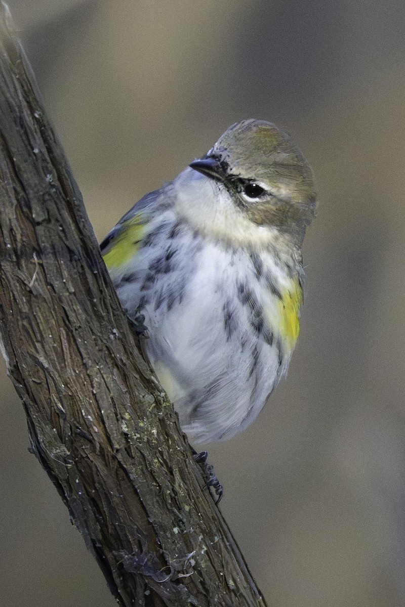 myrteparula - ML646923841