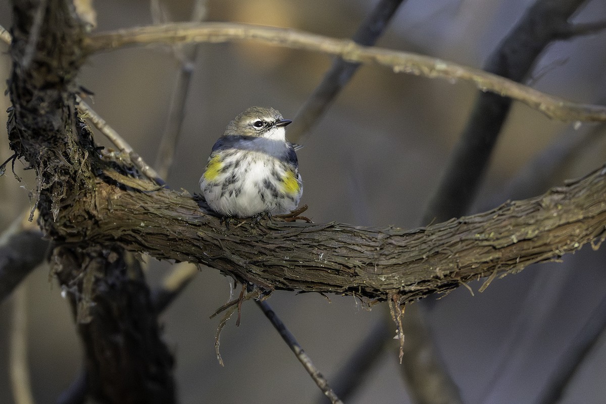 myrteparula - ML646923842