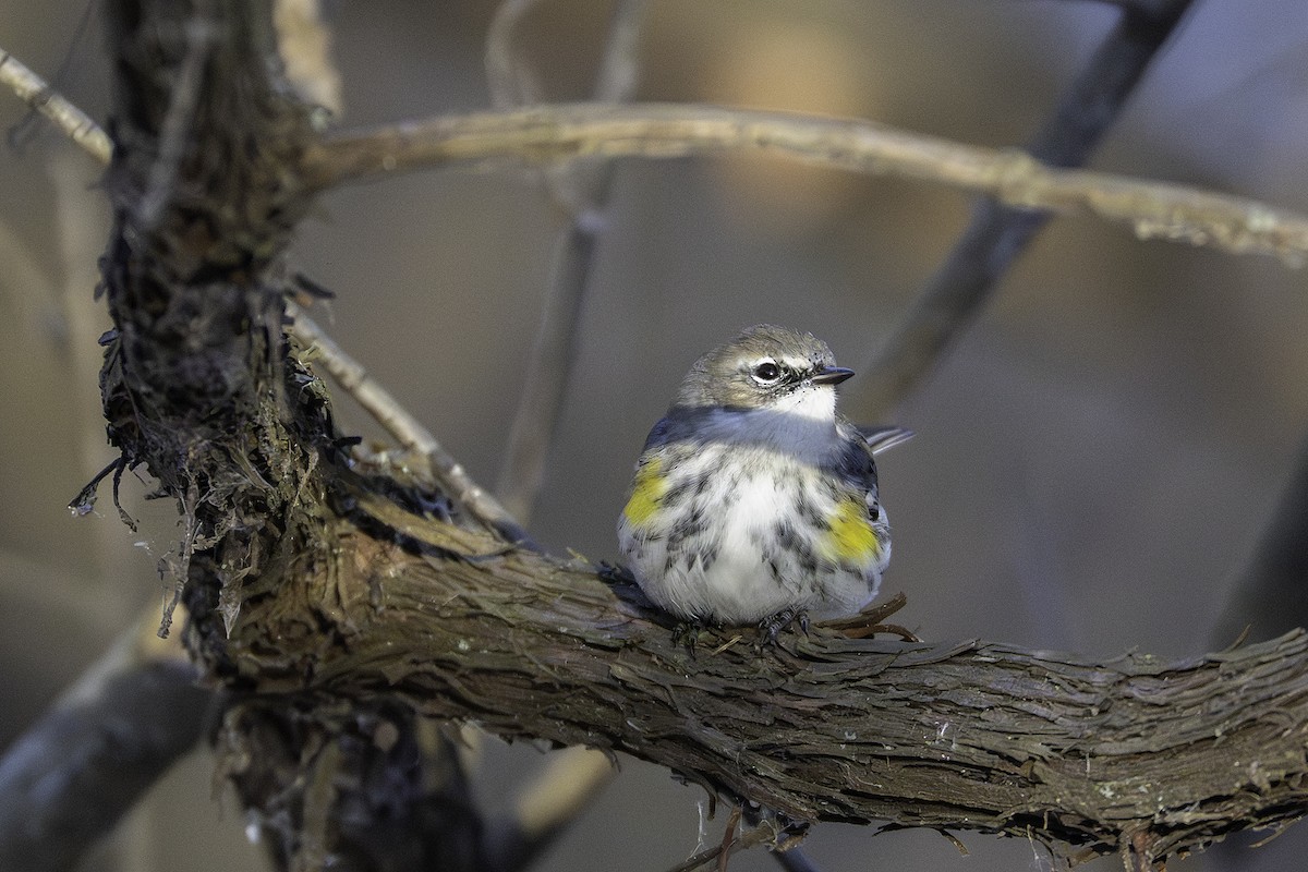 myrteparula - ML646923843