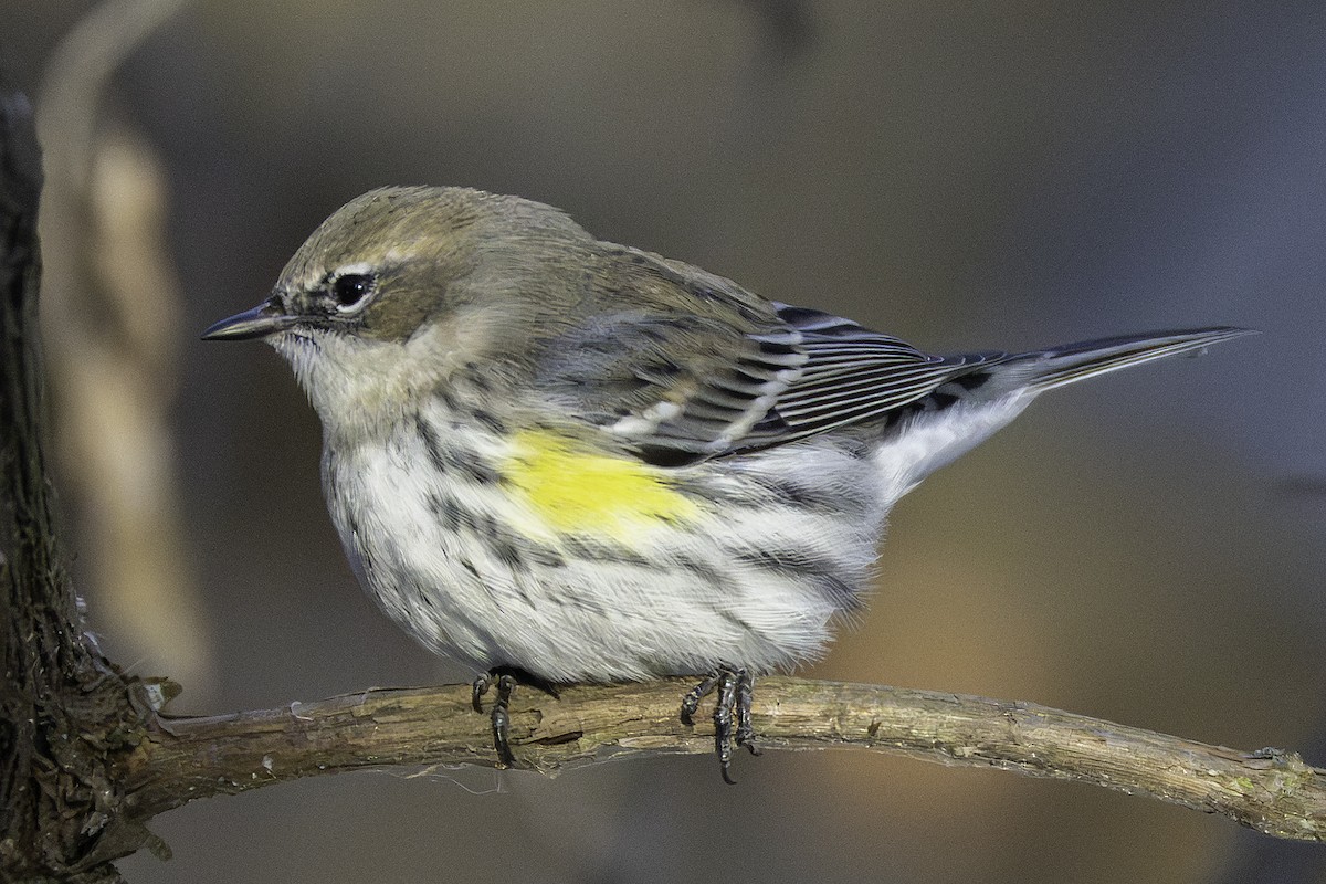 myrteparula - ML646923844