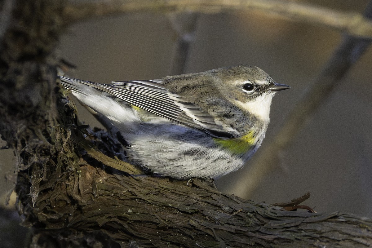 myrteparula - ML646923845