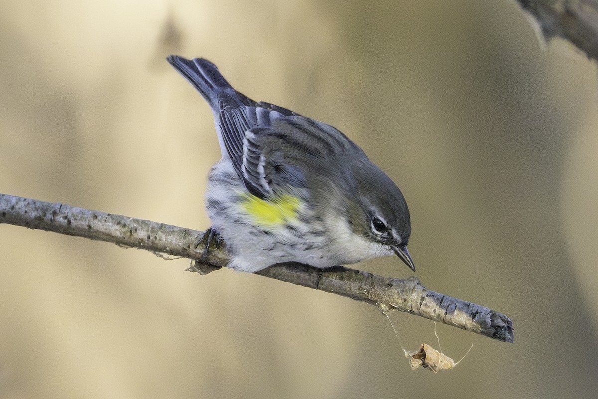 myrteparula - ML646923847