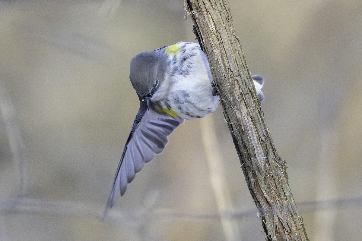 myrteparula - ML646923848