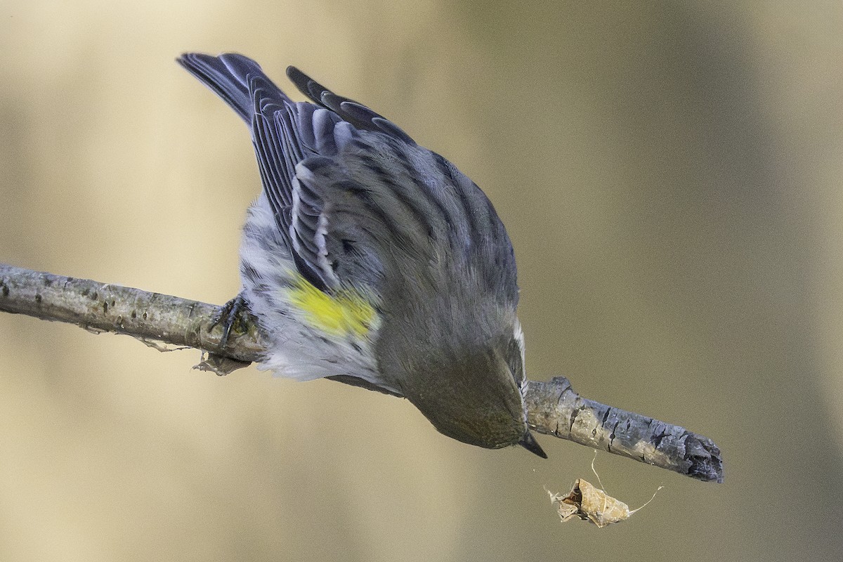 myrteparula - ML646923849