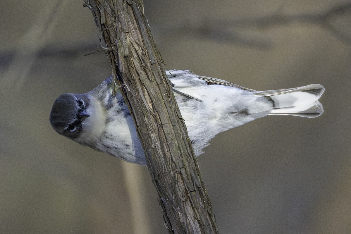 myrteparula - ML646923850