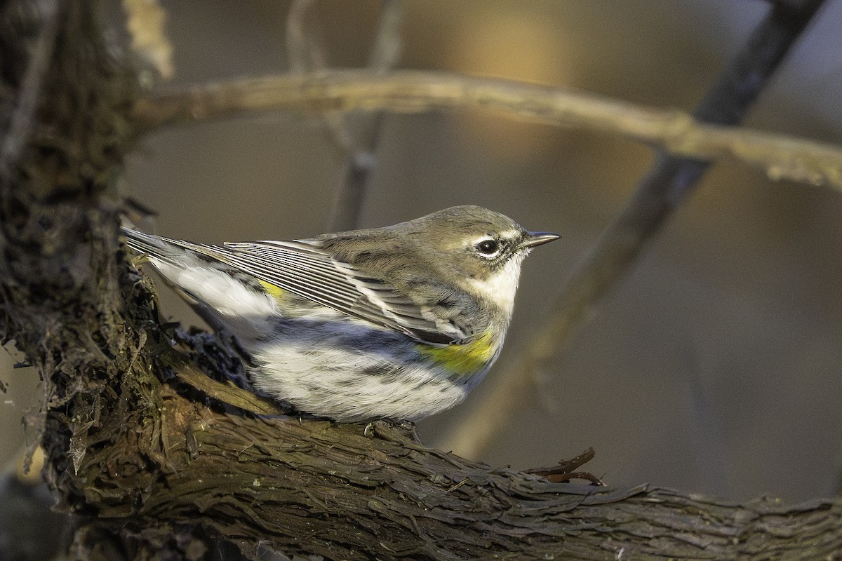 myrteparula - ML646923851